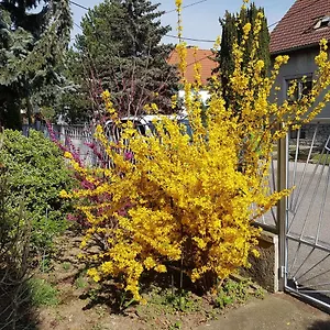 Garden Donau-city Apartment